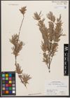 Foto von Salix wilhelmsiana M. Bieb.